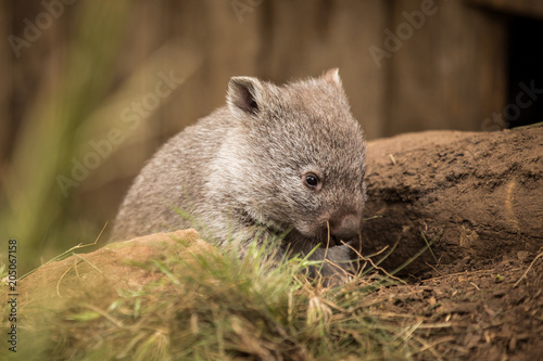 Small wombat forages for food in an enclosure photo