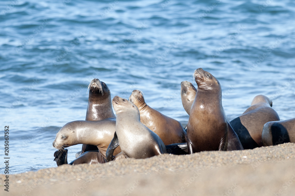 Fototapeta premium Sea lion female in colony, patagonia Argentina
