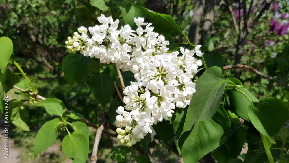 White lilac blooms on a lush bush with green foliage. season flowering lilac White lilac blooms on a lush bush with green foliage. season flowering lilac