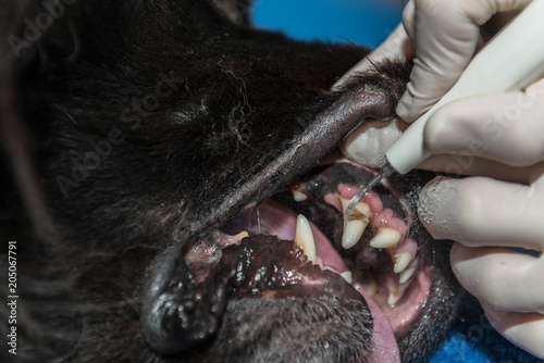 Le vétérinaire chirurgien effectue un détartrage et des soins dentaires sur un chien, un chat. Le détartrage est réalisé sous anesthésie..The 