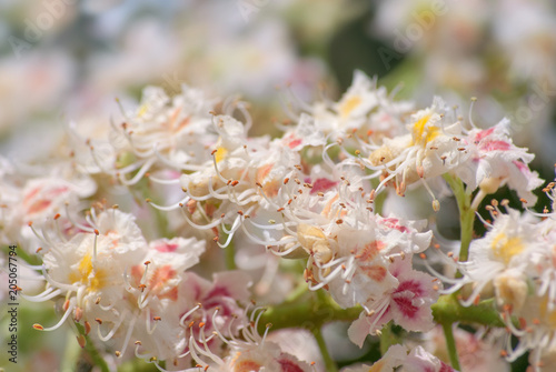 Flowering blooming branch of chestnut in spring in May close-up in the rays of the sun photo