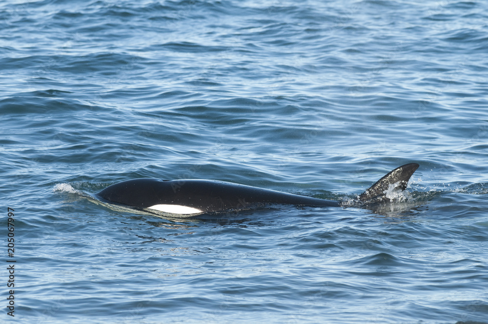 Fototapeta premium Orca hunt sea lions, Patagonia , Argentina