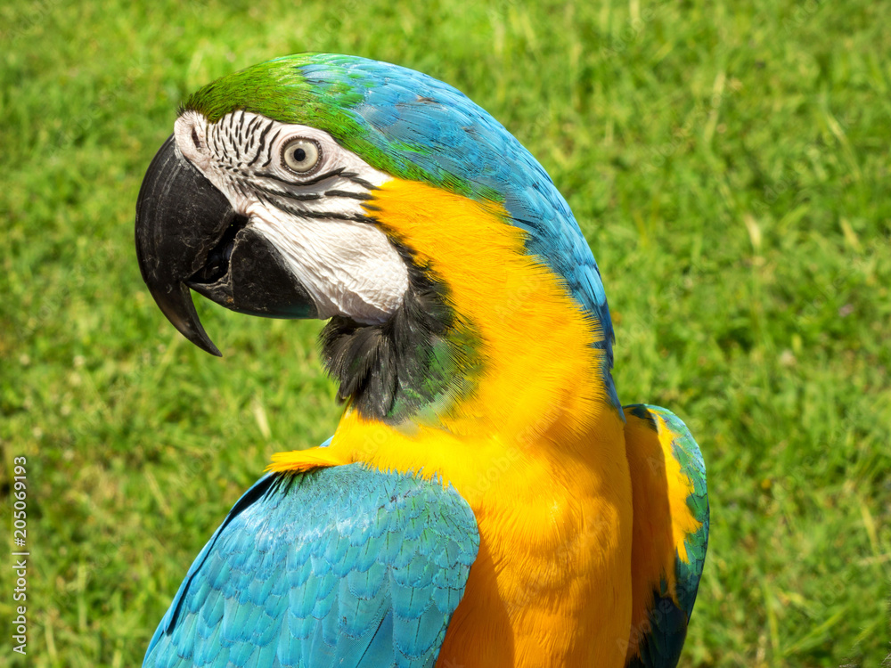 portrait of a handsome colorful parrot dressed in yellow white and green and blue feathers