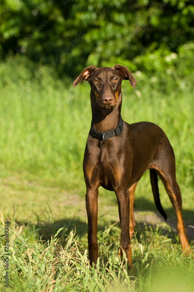 Stehender Dobermann Stehender Dobermann
