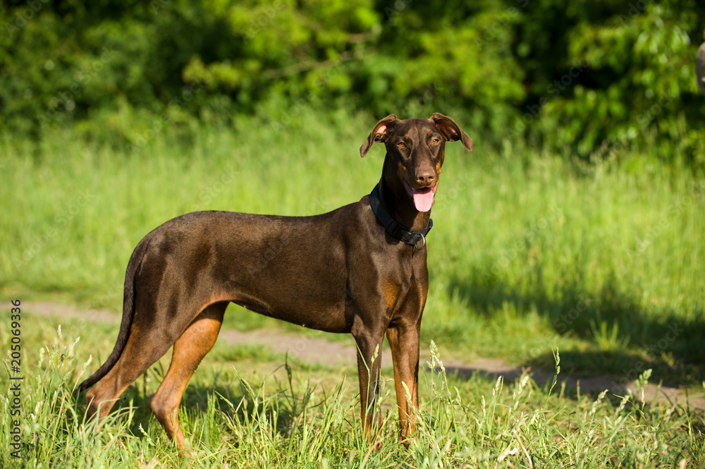 Stehender Dobermann in einer Wiese