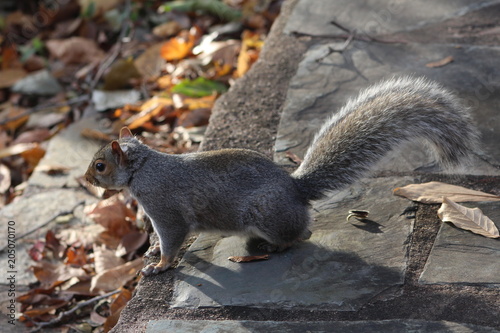 The Squirrel