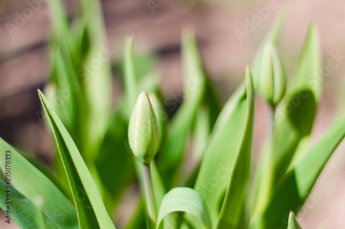 unblown Bud of a Tulip on background of foliage