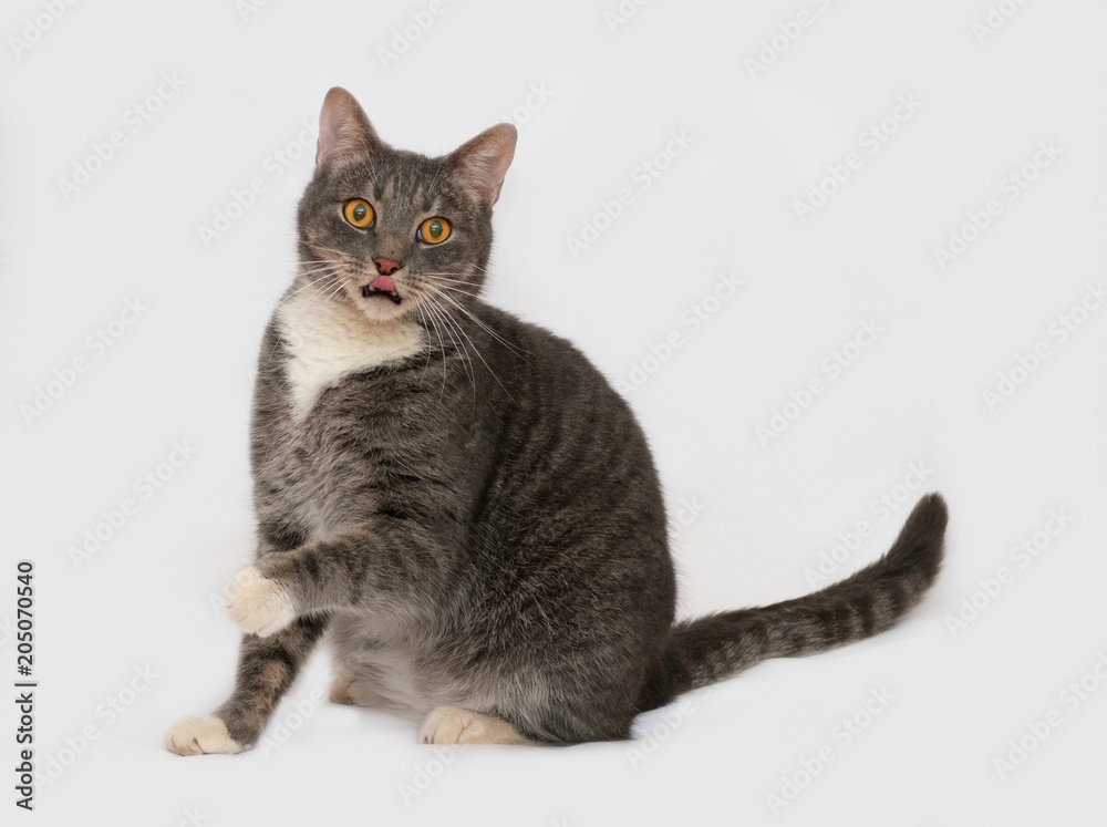 Gray tabby cat sitting on gray b