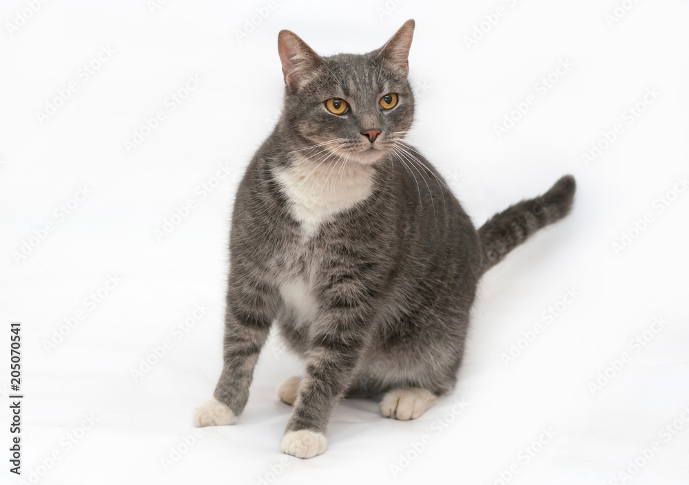 Gray and white striped cat stands on gray