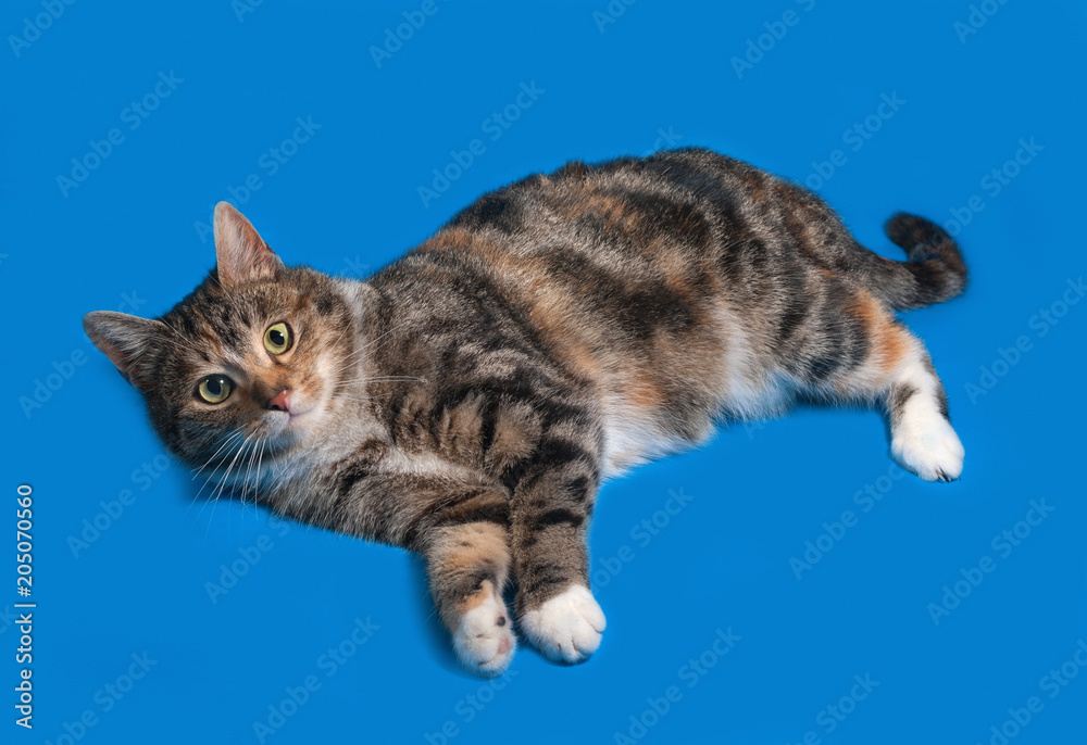 Tricolor striped cat lies on blue Tricolor striped cat lies on blue