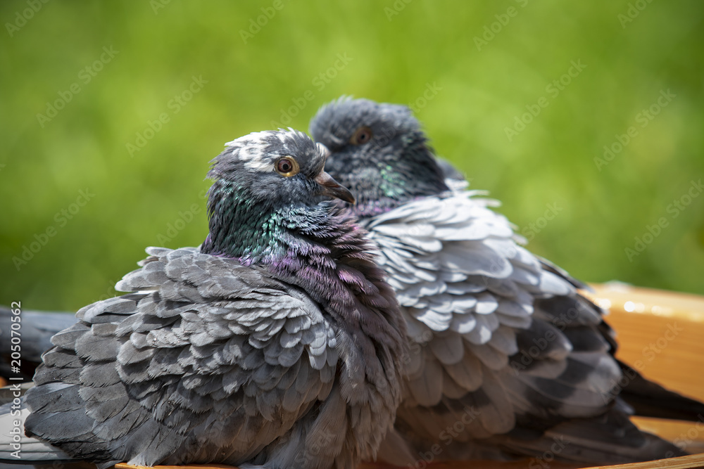 Fototapeta premium homing pigeon bird bathing in green park