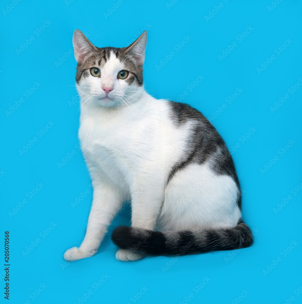 White and spotted cat sitting on blue