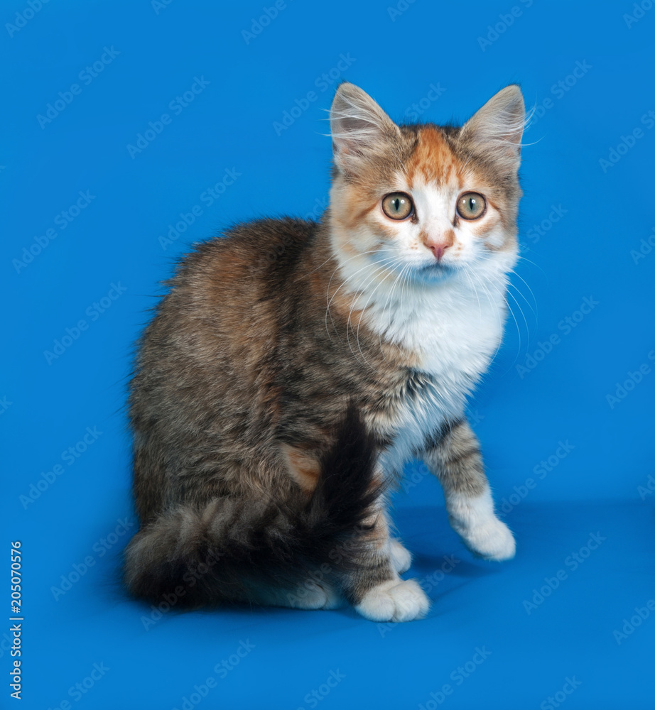 Little tricolor kitten sitting on blue