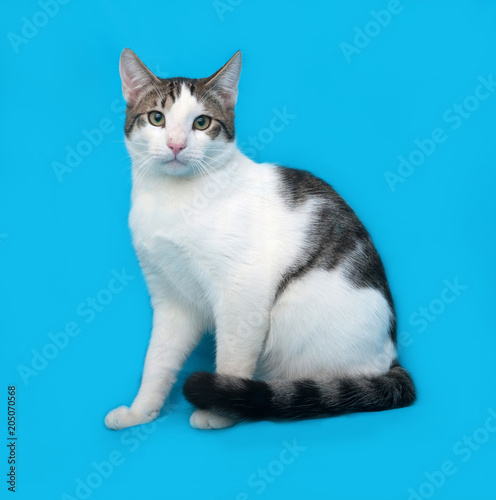 White and spotted cat sitting on blue