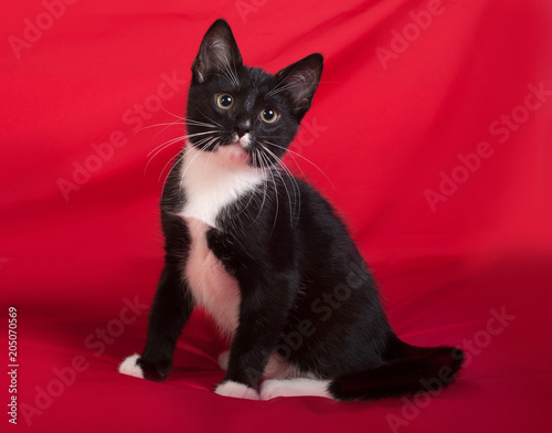 Black and white kitten sitting on red