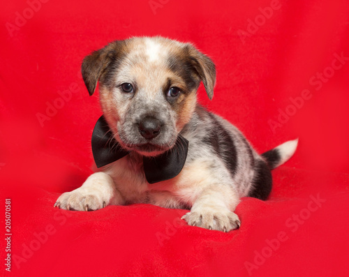 White and red spotted puppy lies on red