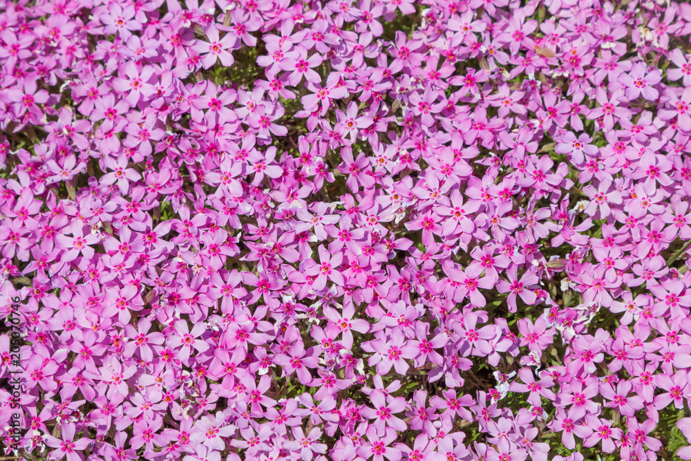 rosa Polster Phlox Blütenteppich