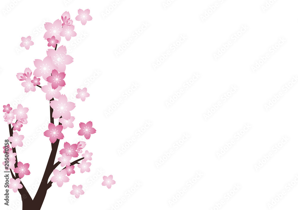 Cherry blossom,Sakura pink flowers  background.