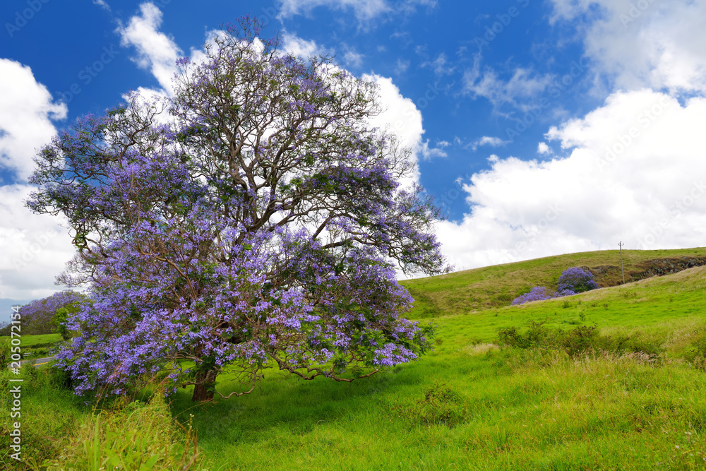 Beautiful purple jacaranda trees flowering along the roads of Maui, Hawaii, USA Beautiful purple jacaranda trees flowering along the roads of Maui, Hawaii, USA