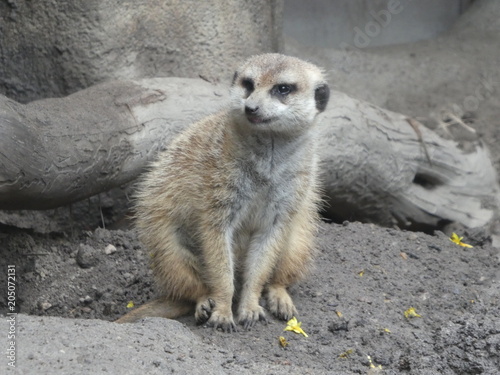 Meerkat
