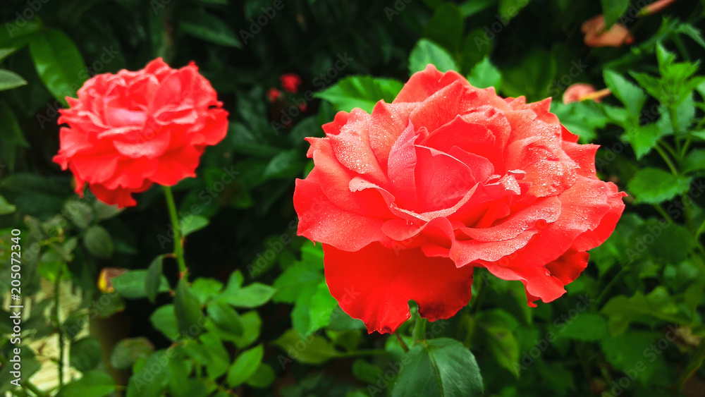 Rosas vermelhas no jardim