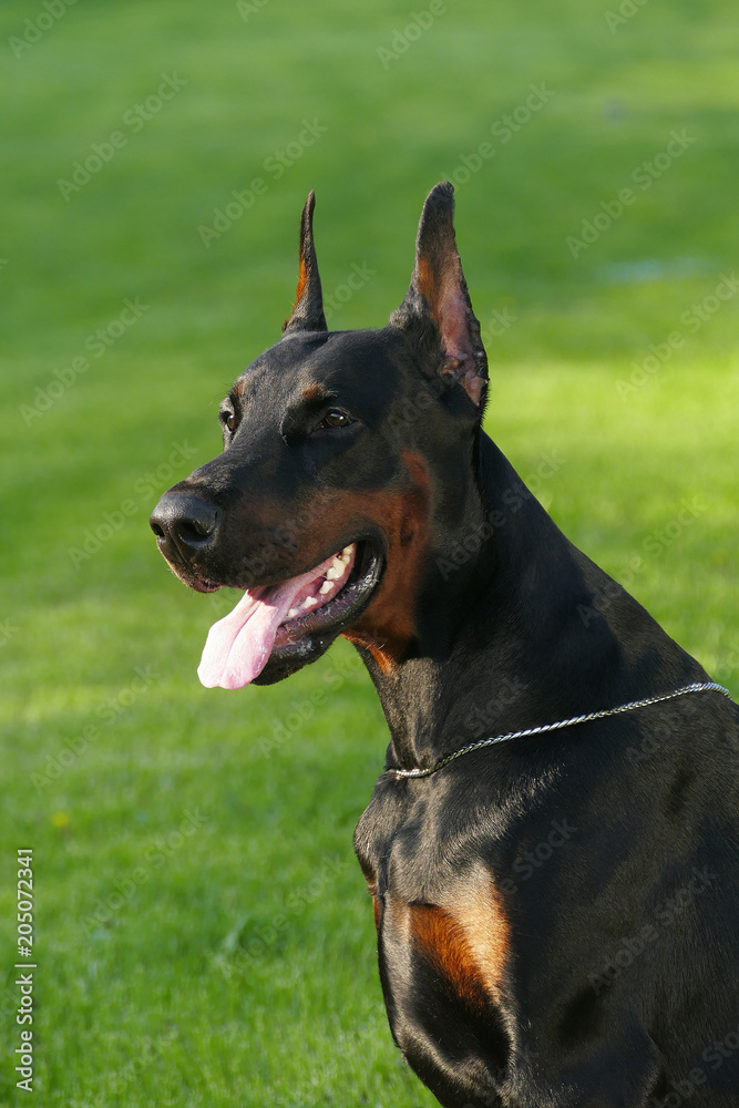Big black doberman male dog outdoors. Profile view. Big black doberman male dog outdoors. Profile view.