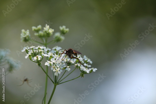 Insect On White Flowers © pascaledel