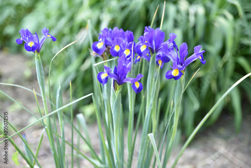 Fototapeta Naklejka Na Ścianę i Meble -  Iris hollandica bleu au jardin au printemps