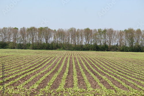 Symetrical Crop Field