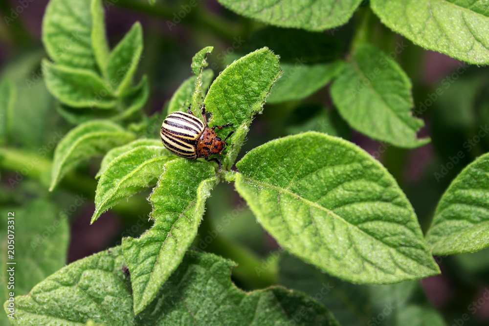 colorado beetle bug on potato leaves colorado beetle bug on potato leaves