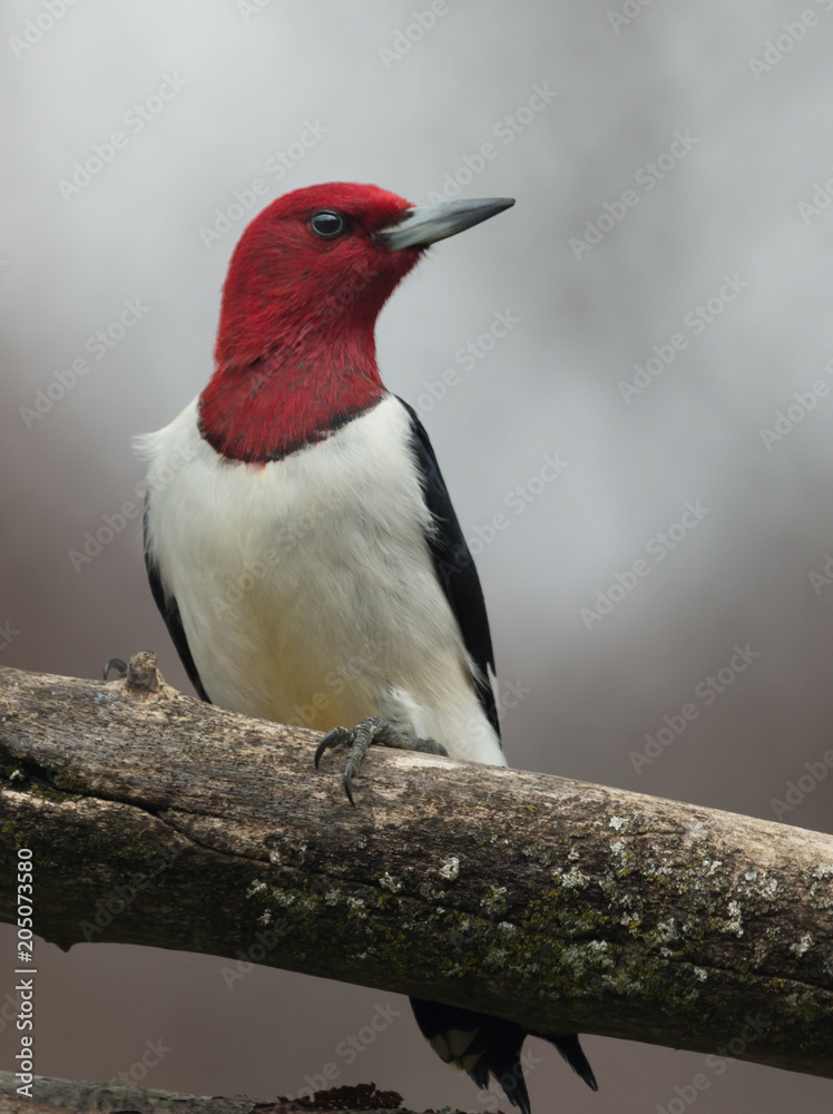Fototapeta premium Male Red-Headed Woodpecker