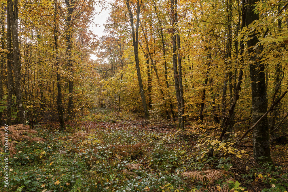 Couleurs d'automne en forêt