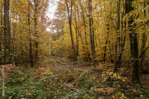 Couleurs d'automne en forêt © Daniel