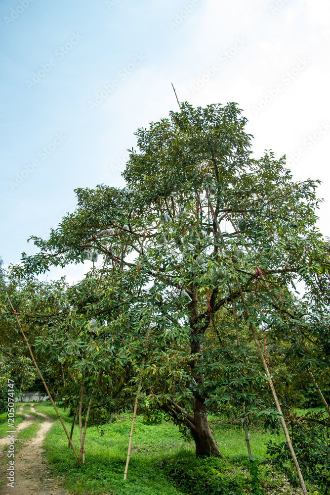 Fototapeta premium Durian on tree
