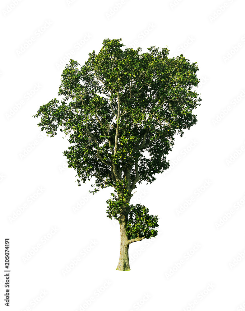 Fototapeta premium bonsai on white background