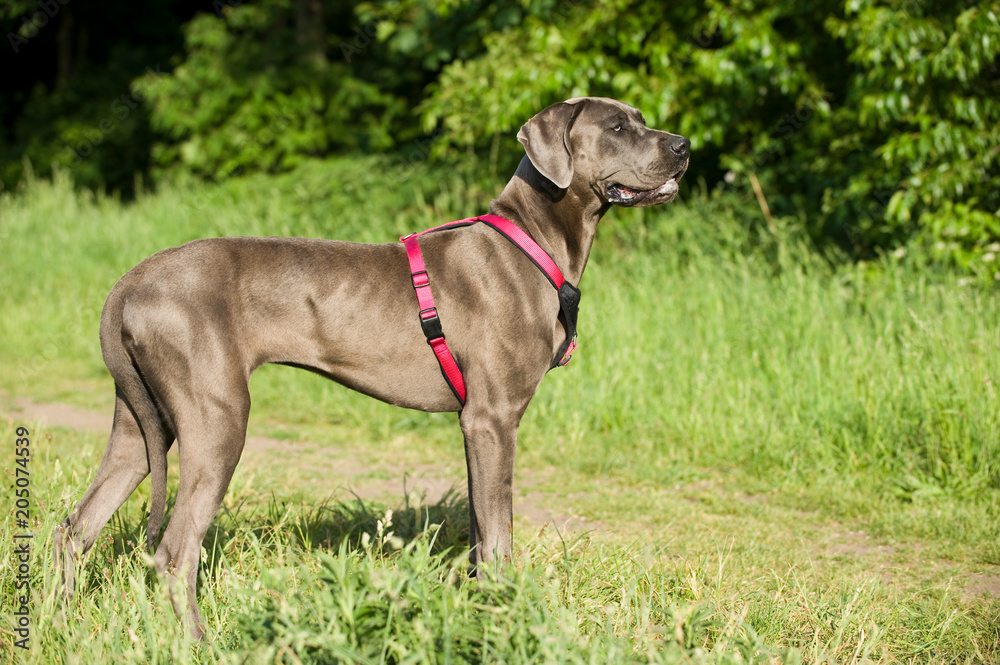 Deutsche Dogge steht in einer Wiese