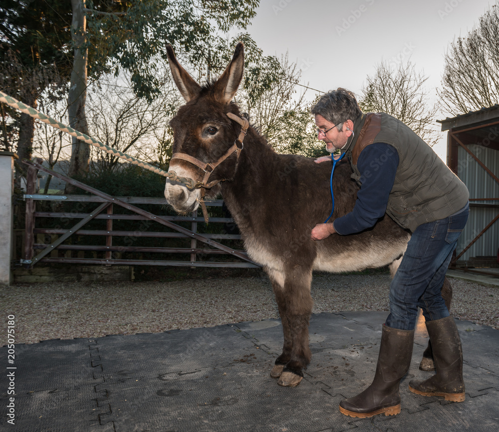 Fototapeta premium Le vétérinaire ausculte un âne..The veterinarian sounds a donkey.