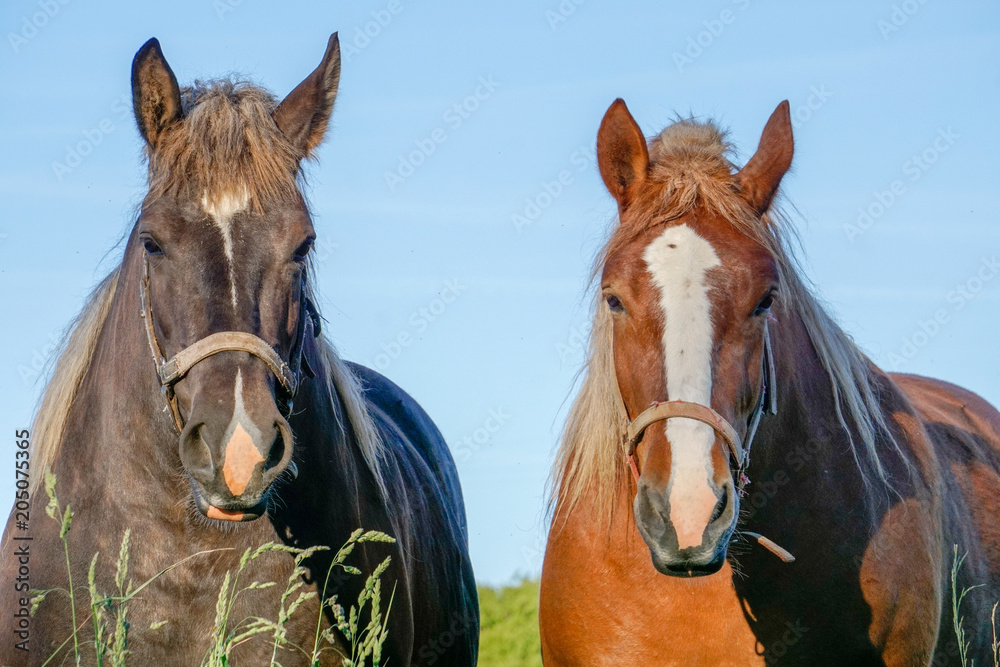 Obraz premium The two horses look at me