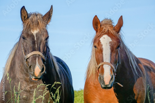 The two horses look at me