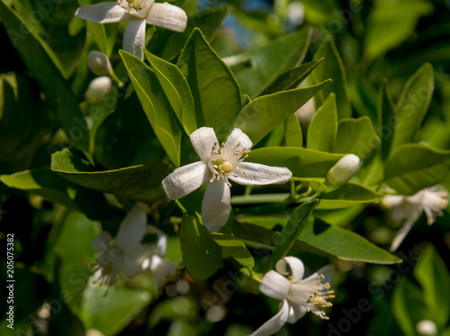 Citrus tree blooms.On the branches with green leaves, white beautiful flowers are clearly visible
