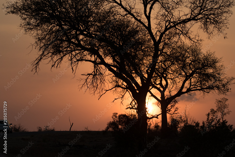 Naklejka premium Kruger sunset