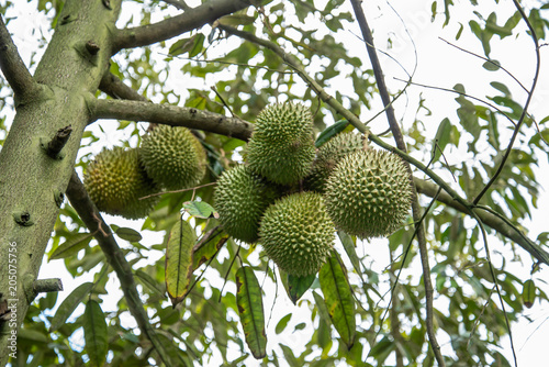 Durian fruit on tree