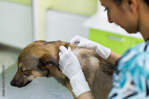 Physical exam of the dog at the veterinarian