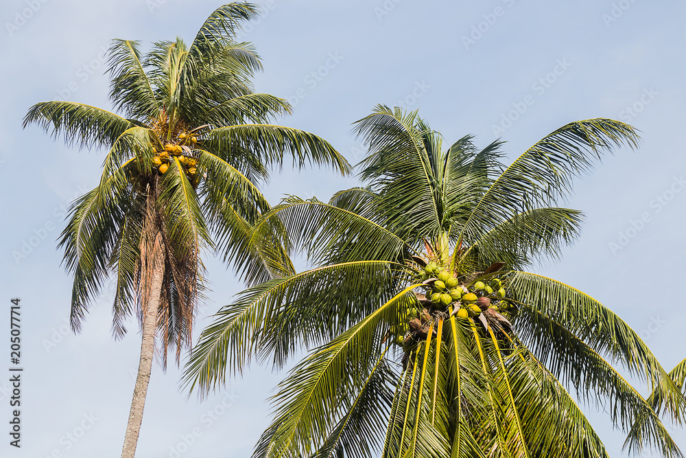 Fototapeta premium fresh coconut on tree