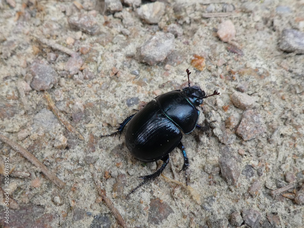 Mitkäfer Mitkäfer