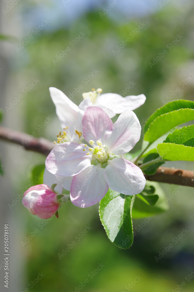 Fototapeta premium りんごの花