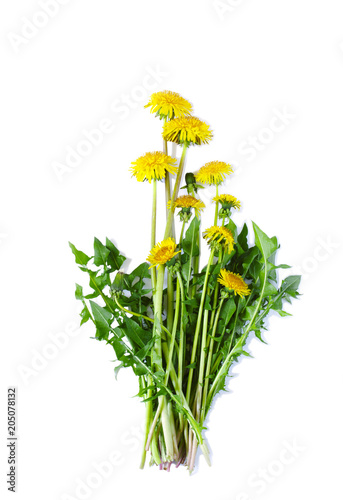 Fototapeta Naklejka Na Ścianę i Meble -  Dandelion isolated on white background