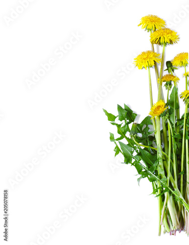 Fototapeta Naklejka Na Ścianę i Meble -  Dandelion isolated on white background