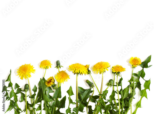 Fototapeta Naklejka Na Ścianę i Meble -  Dandelions isolated on white background