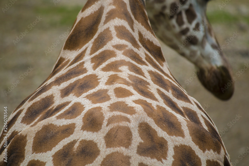 Obraz premium Giraffenmuster